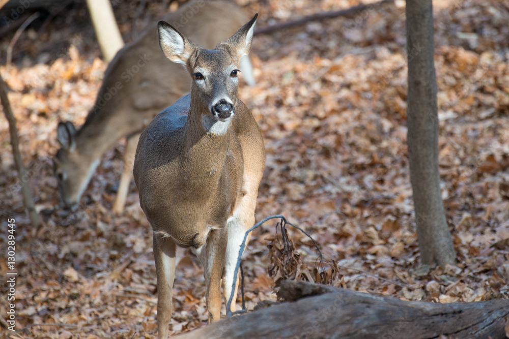 Deer in autumn forest Deer in autumn forest