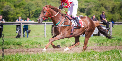 racing horse portrait in action © Dotana