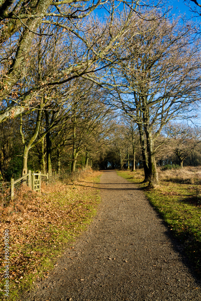 Tree Lined country Path