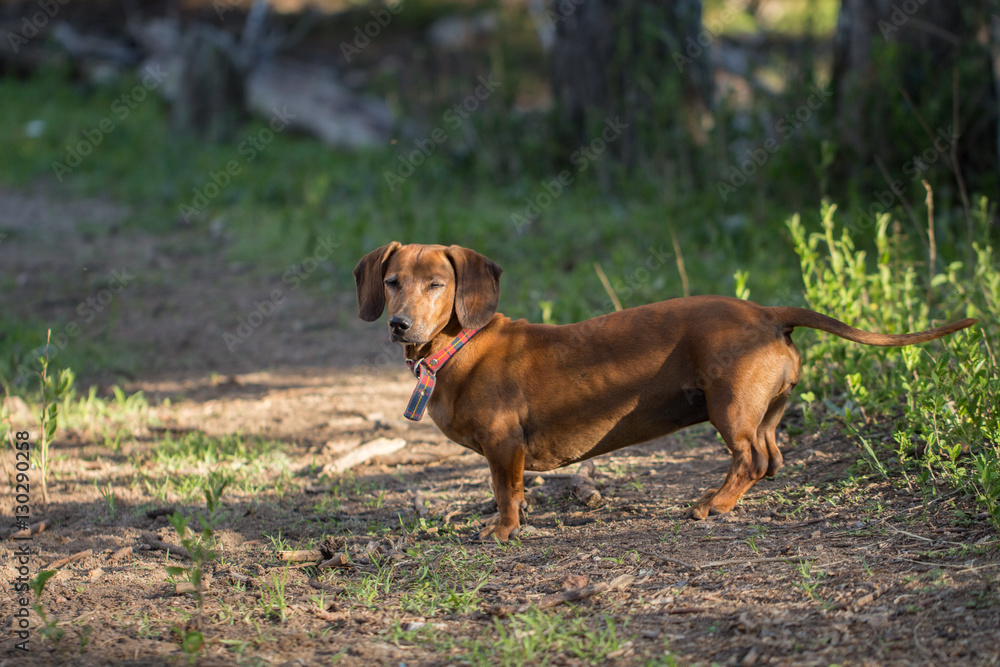 old brown dachshund