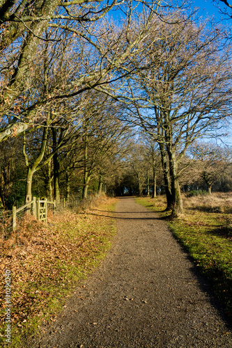 Tree Lined country Path