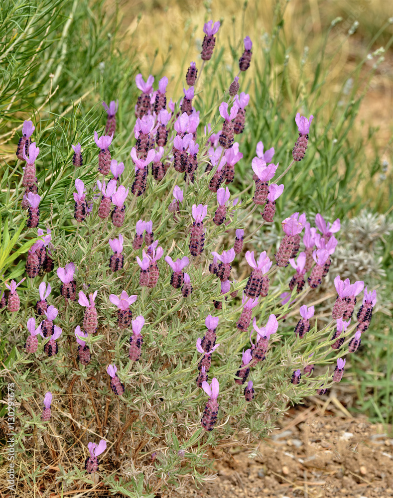 Naklejka premium French Lavendar