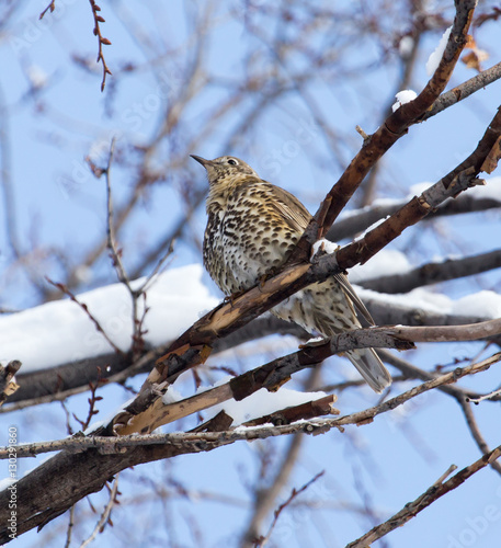 Cuckoo on the tree in winter