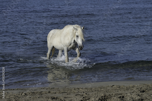Fototapeta Naklejka Na Ścianę i Meble -  White Stallion Splashing in the Ocean