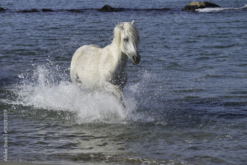 White Stallion Splashing in the Ocean