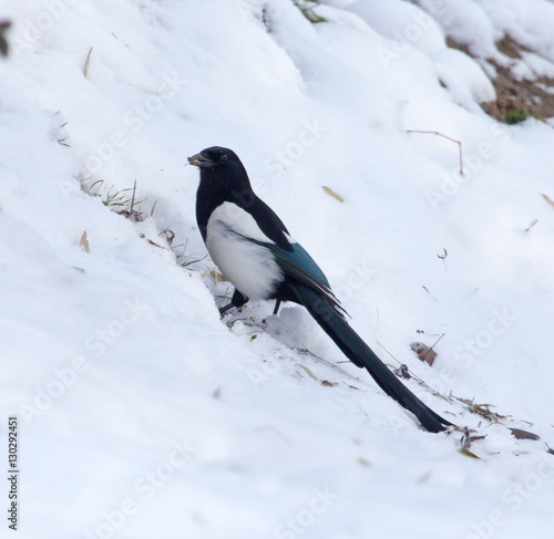 a bird in the snow © schankz