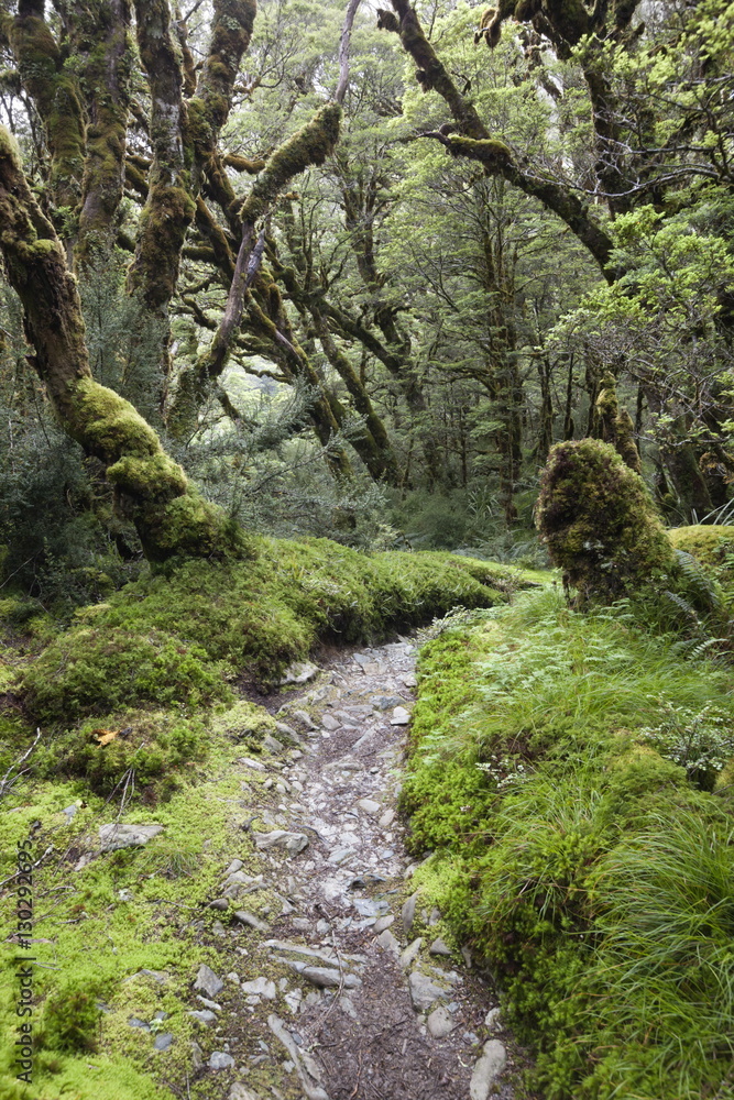 Moss covered forest above Lake Mackenzie, Routeburn Track, Fiordland National Park, South Island, New Zealand Moss covered forest above Lake Mackenzie, Routeburn Track, Fiordland National Park, South Island, New Zealand