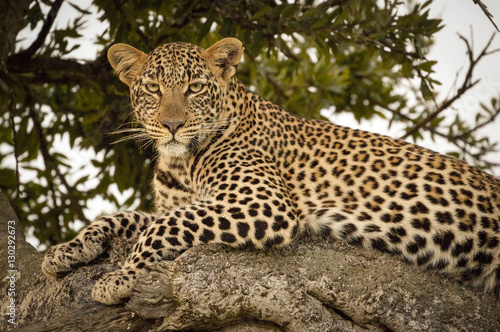 A beautiful female leopard gazes at viewer from a tree limb in Kenya