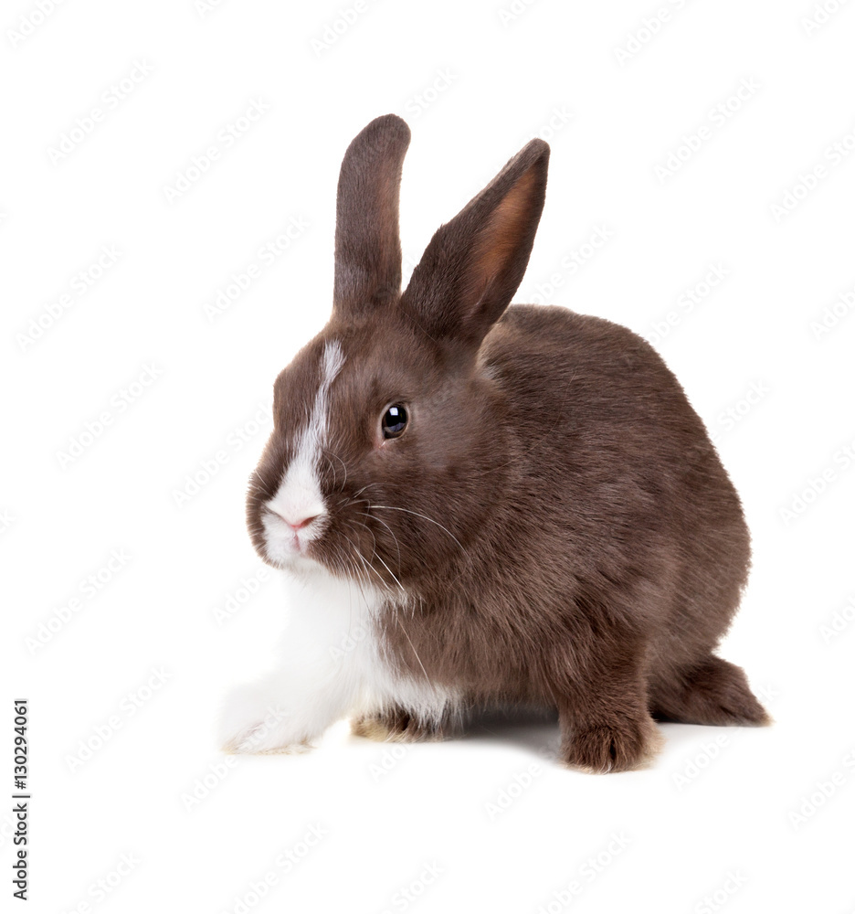 The two-color rabbit isolated on white background The two-color rabbit isolated on white background