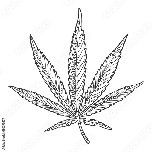 Marijuana leaf. Vintage black vector engraving illustration