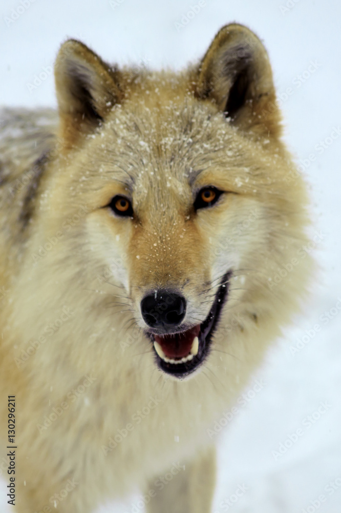 Fototapeta premium Rocky Mountain Grey Wolf