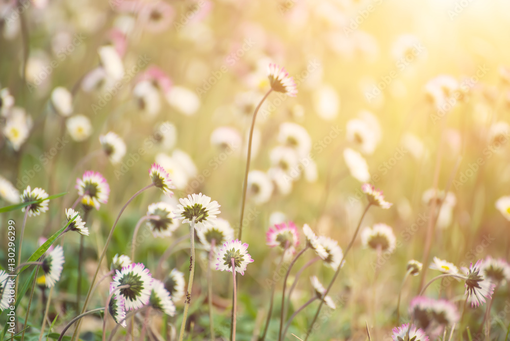 Fototapeta premium Spring marguerite daisy flower in green grass, natural holiday vintage hipster sunny background with copy space
