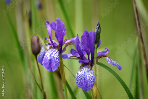 Wild violet iris flower growing in nature, summer seasonal floral background