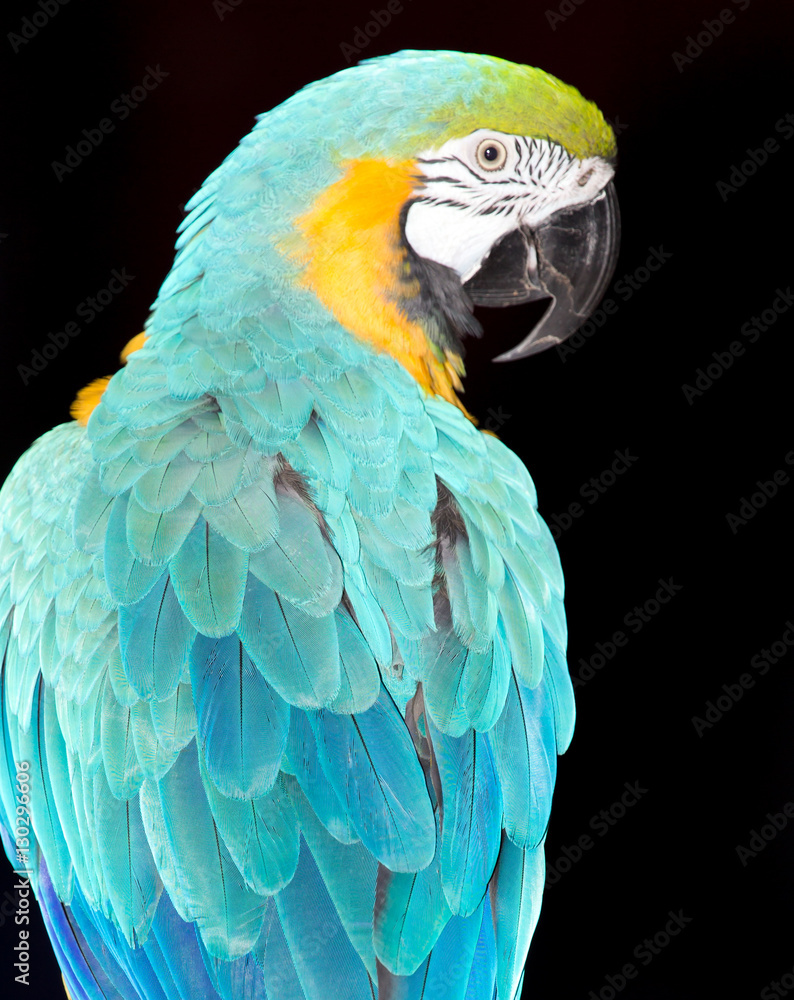 Fototapeta premium beautiful parrot circus