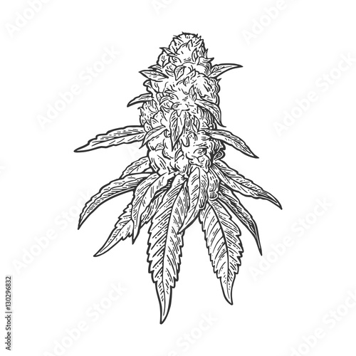 Marijuana mature plant with leaves and buds. Vector engraving illustration