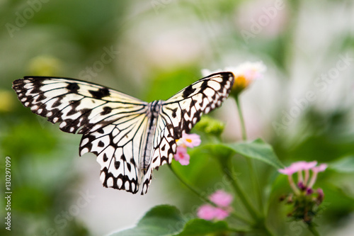 The Malabar tree-nymph or Malabar tree nymph (Idea malabarica white, yellow and black butterfly © anca enache