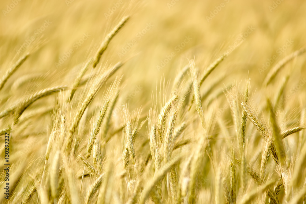 Summer Wheat Crops Field Summer Wheat Crops Field