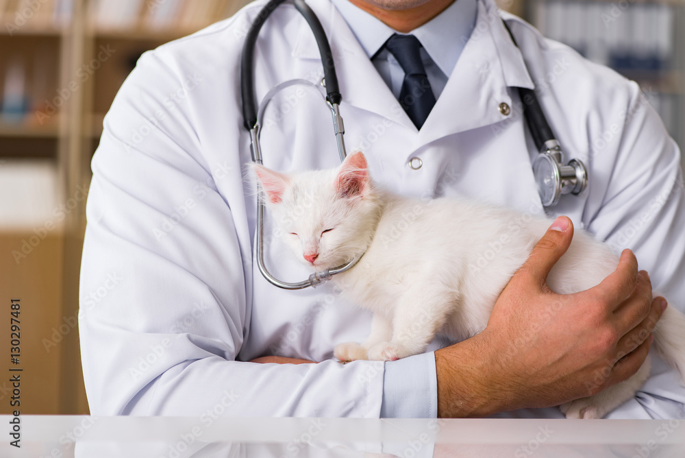 White kitten visiting vet for check up White kitten visiting vet for check up