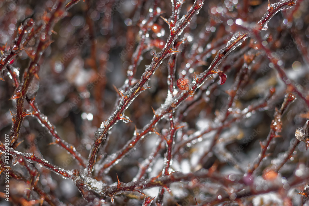 Branches encased in ice