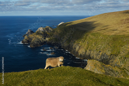 Brave sheep at the Hermaness cliffs