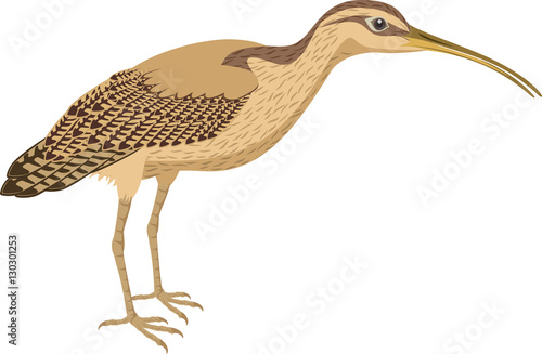 vector Long Billed Curlew  photo