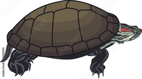 vector Red-eared slider turtle