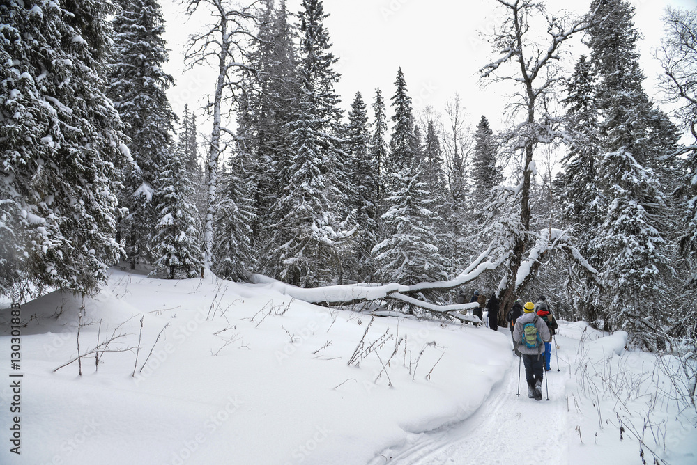 Group of trekkers walking on snow trail in winter forest