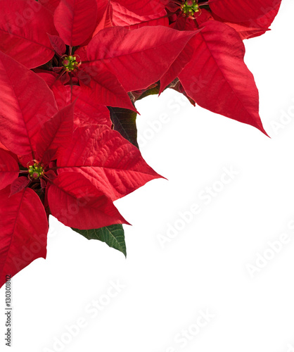 Christmas border with three red poinsettia flowers in corner.