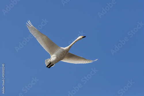 Swan Flying in a Blue sky