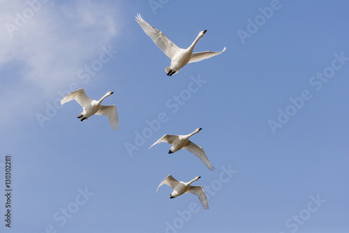 Swan Flying in a Blue sky © omune