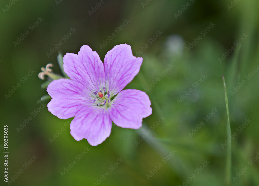 Flower of a wild Geranium species, UK.