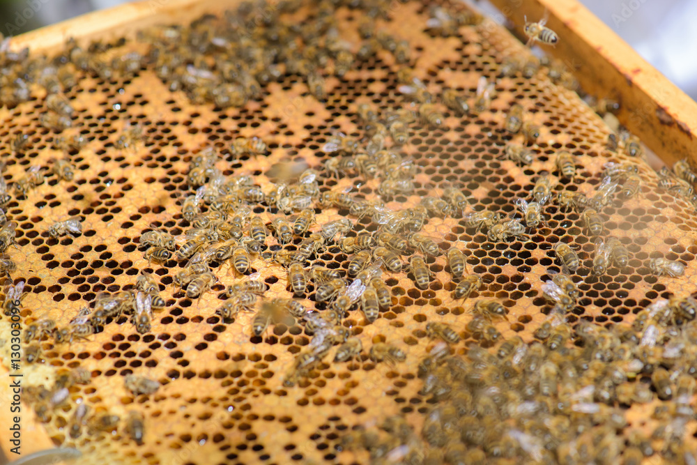Closeup of bees on frame of beehive Closeup of bees on frame of beehive