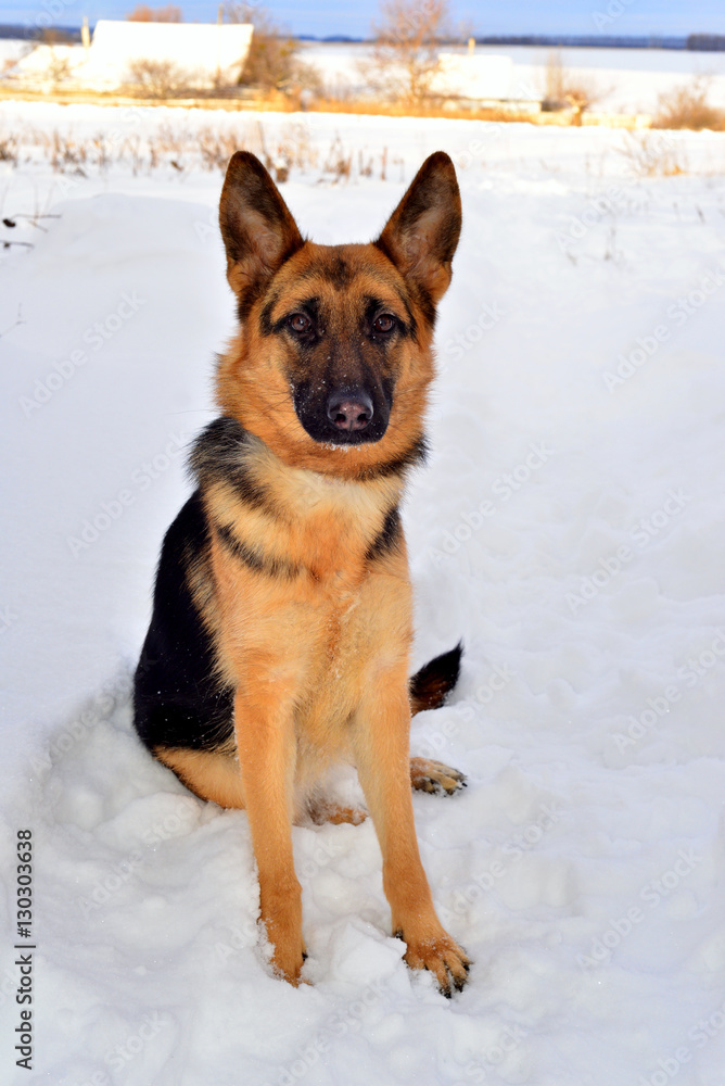 Beautiful German Shepherd in full growth on a walk in the snow.