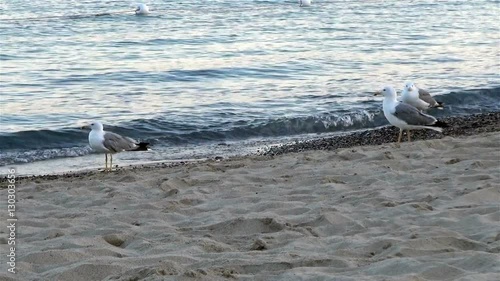 Rivalry between two male gulls on the seashore photo