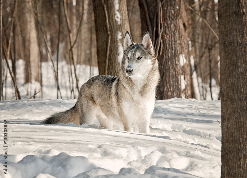 Gray Wolf Hybrid in the Snow