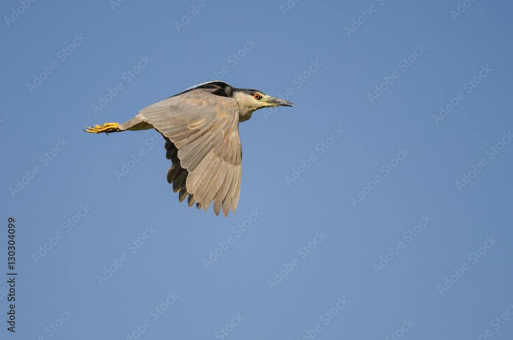 Lone Black-Crowned Night Heron Flying in a Blue Sky Lone Black-Crowned Night Heron Flying in a Blue Sky
