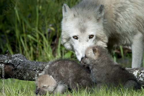 Arctic Wolf Mother Watching Over Puppies