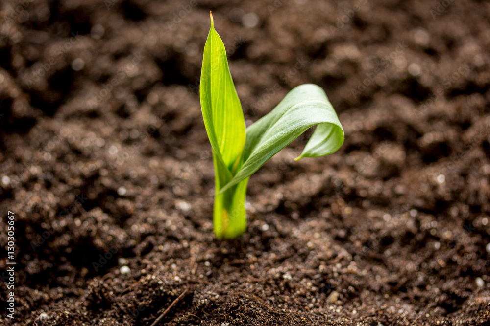 Fototapeta premium Concept appearance of life - sprout from soil close up