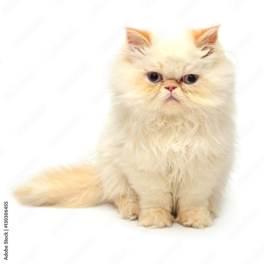 Beautiful yellow kitten isolated on white background. Persian ca