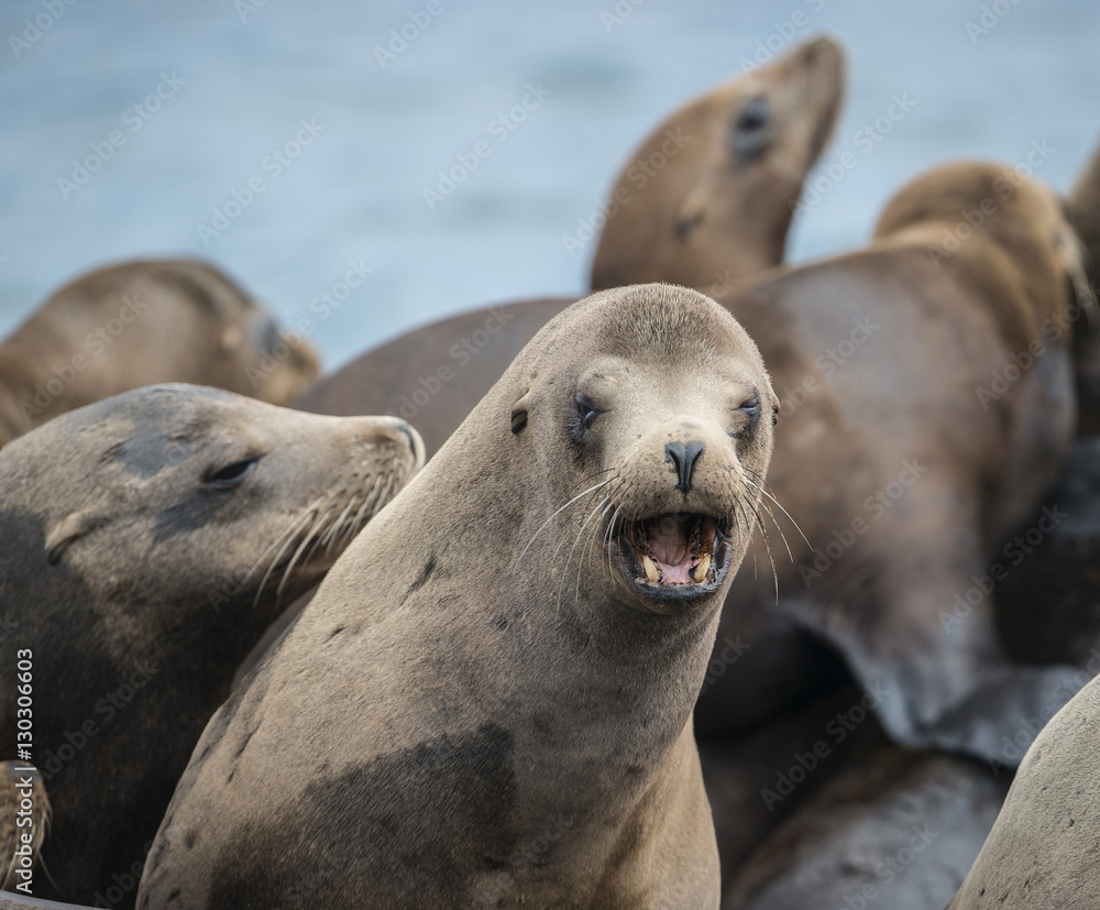 Fototapeta premium California Sea Lion Teeth