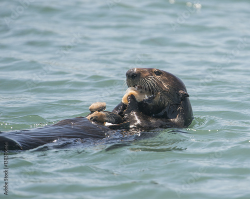Sea Otter Eating Clam