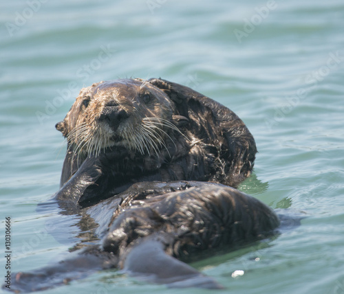Sea Otter Grooming, Moss Landing, California