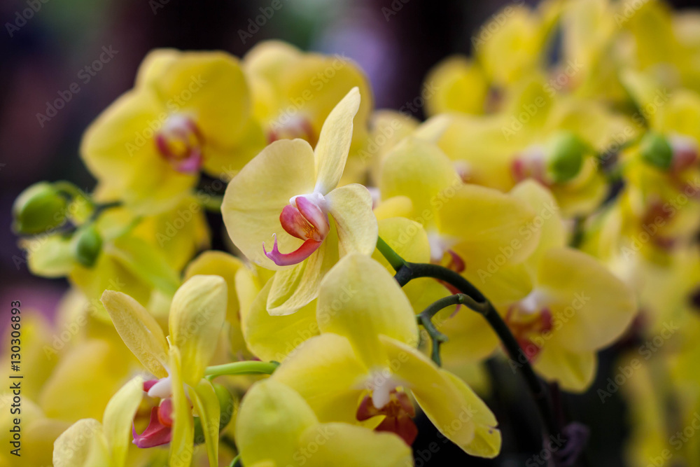 Fototapeta premium Beautiful yellow orchid in garden