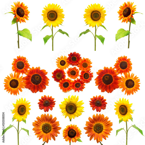 Fototapeta Naklejka Na Ścianę i Meble -  Sunflowers collection on the white background. Yellow and red fl