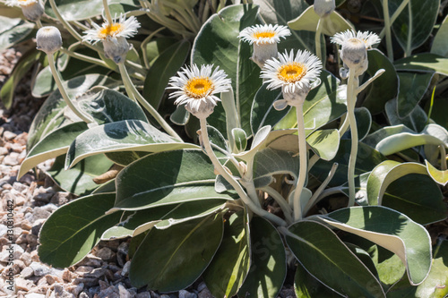 Fototapeta Naklejka Na Ścianę i Meble -  Celmisia - New Zealand mountain daisy flowers in bloom