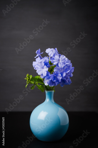 Blue plumbago flowers in vase