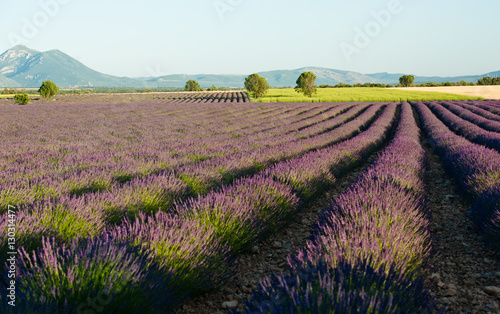 Lavender field in Valensole, France in summer