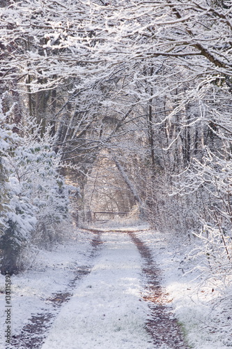 Wallpaper Mural Snow covered trees in the Loire Valley area, Loir-et-Cher, Centre, France  Torontodigital.ca