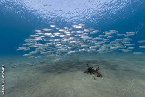 Small school of Indian mackerel (Rastrelliger kanagurta) in shallow water, Naama Bay, Sharm El Sheikh, Red Sea, Egypt photo