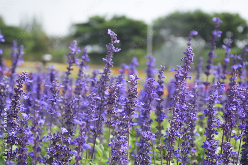 Fototapeta premium Fields of lavender